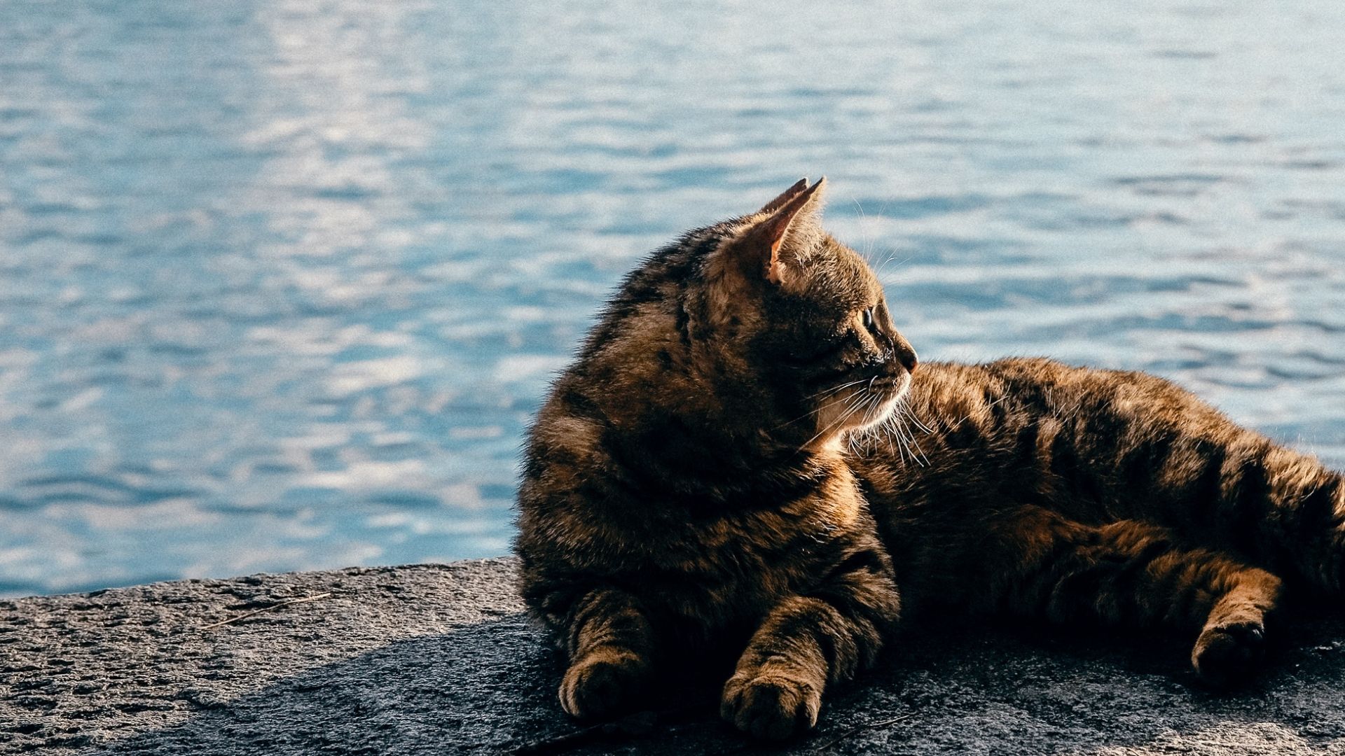 Vet Near Me Truckee, CA 96161 Doctors Office For Pets