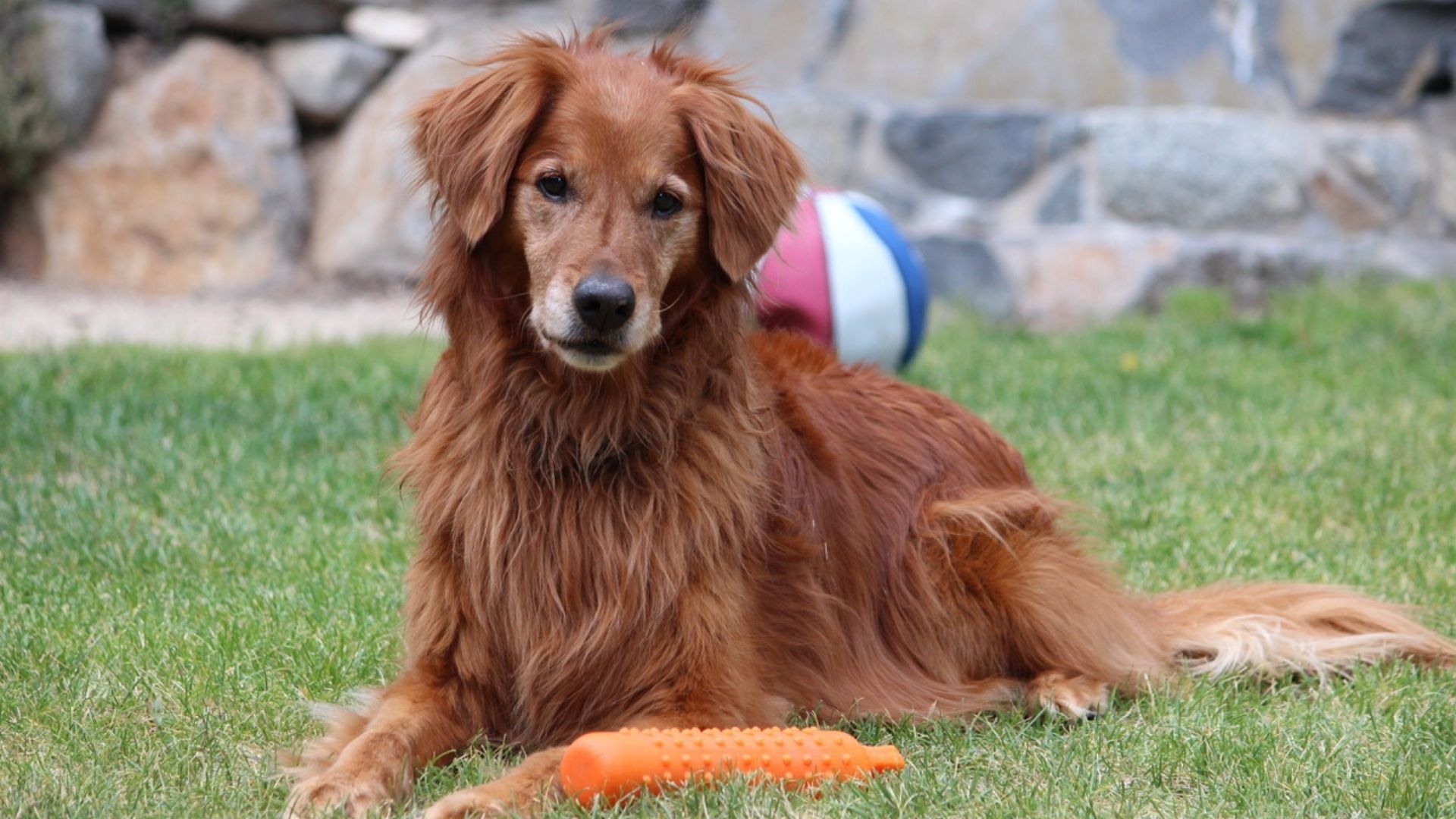 A Brown Dog Sitting on Grass