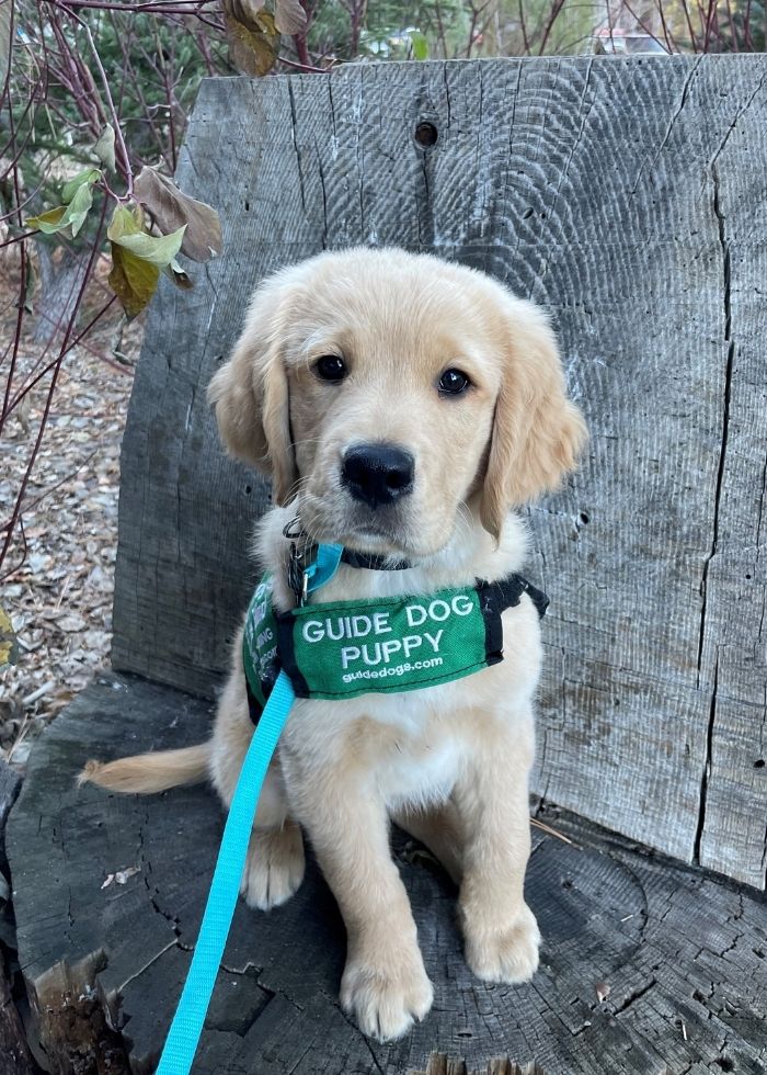 domino guide puppy