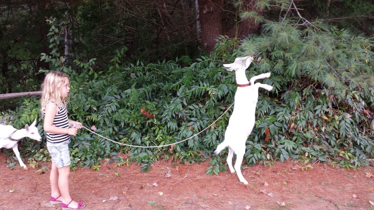 Best Veterinary Hospital In Truckee, CA Doctors Office For Pets