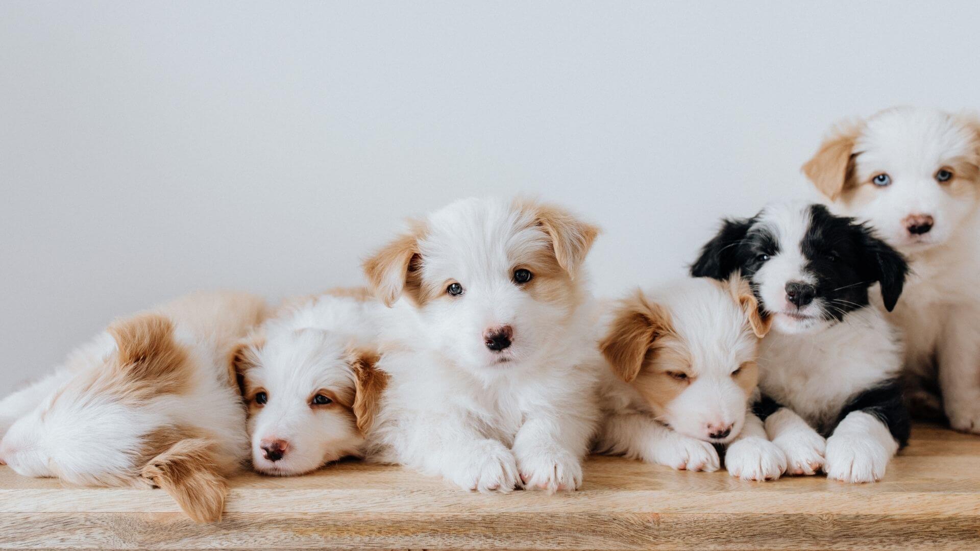A Group of Puppies