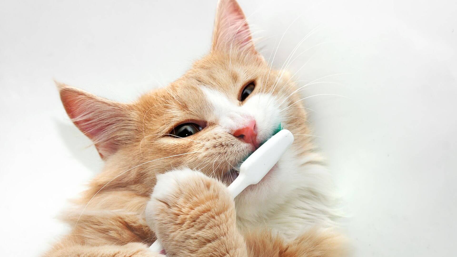 A Cat Brushing its Teeth