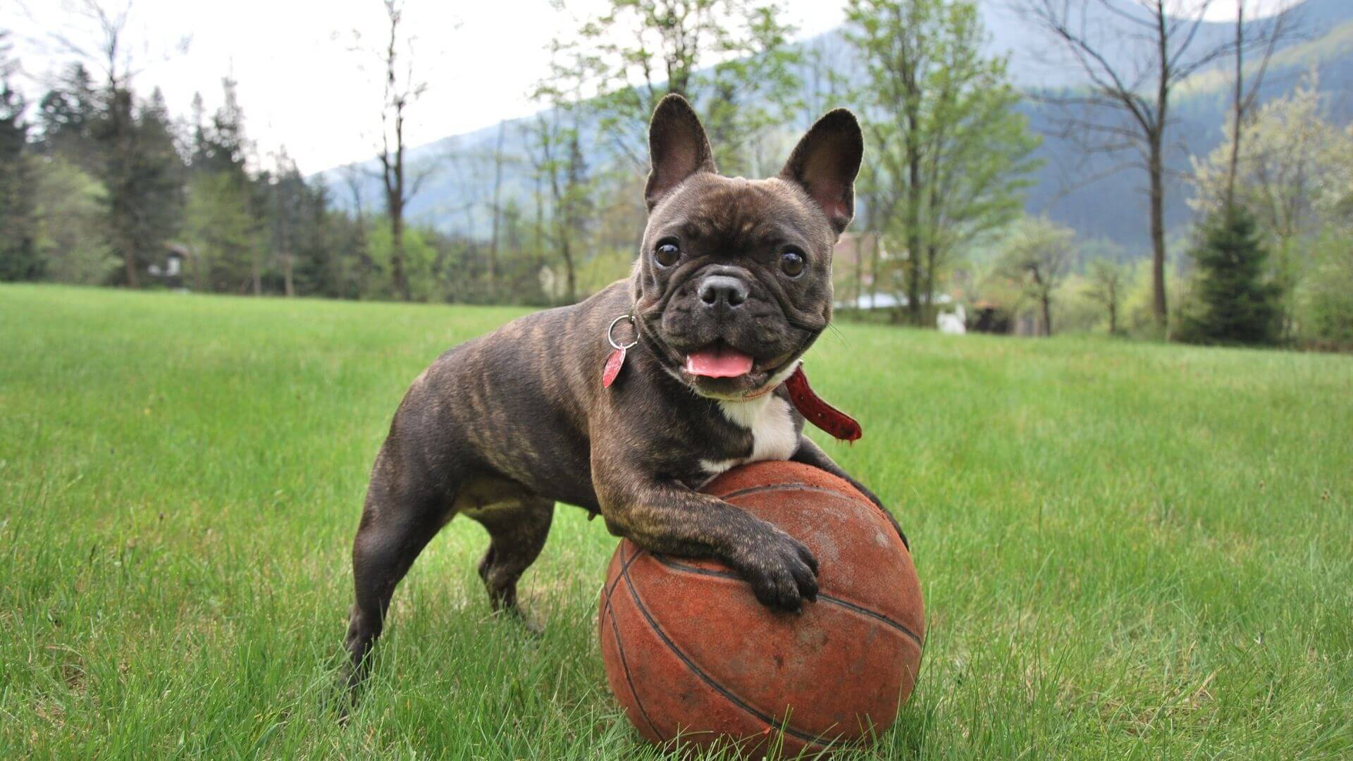 A Dog Playing with Ball