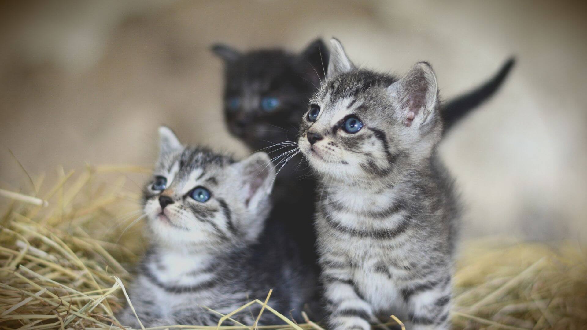 A Group of Kittens
