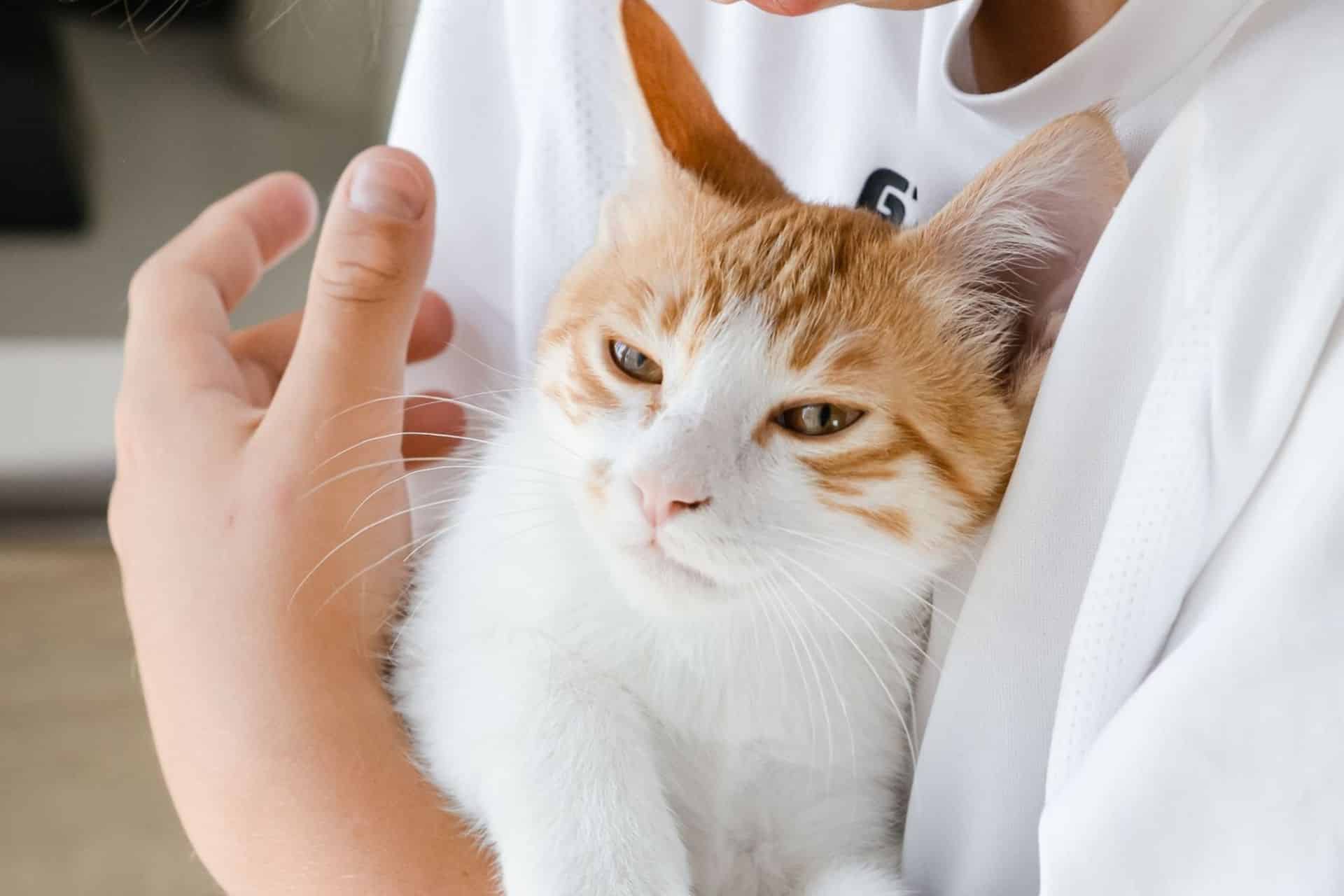 A boy holding a cute cat