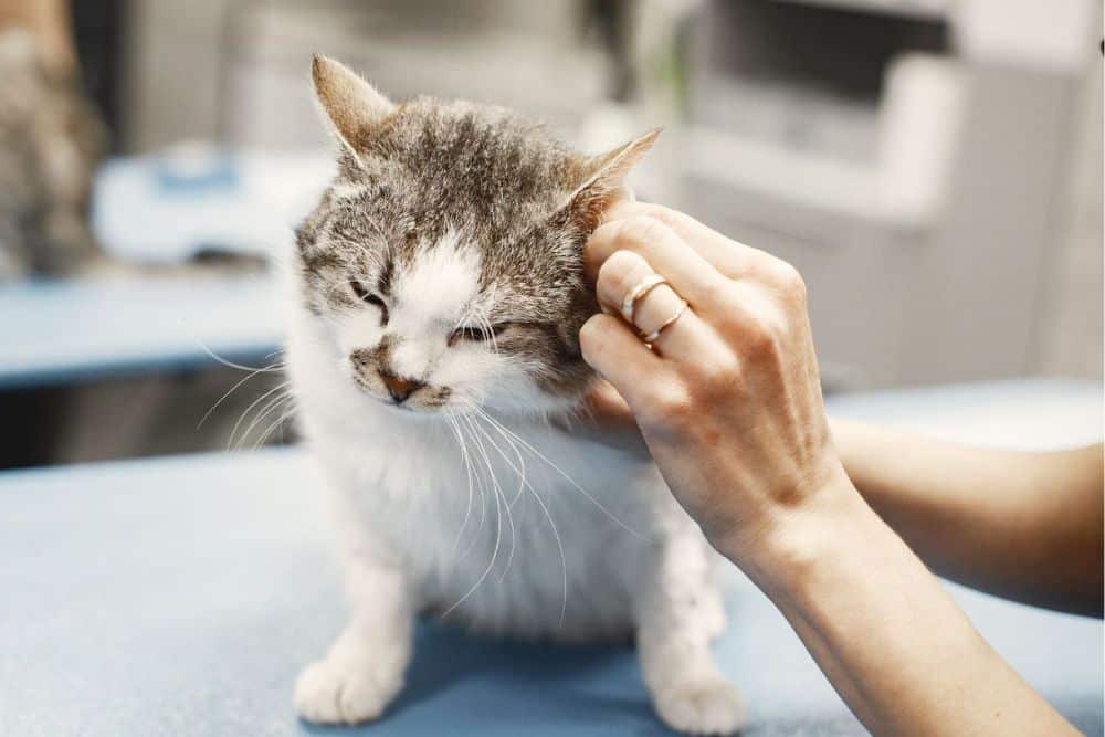A vet is examining a cat ear