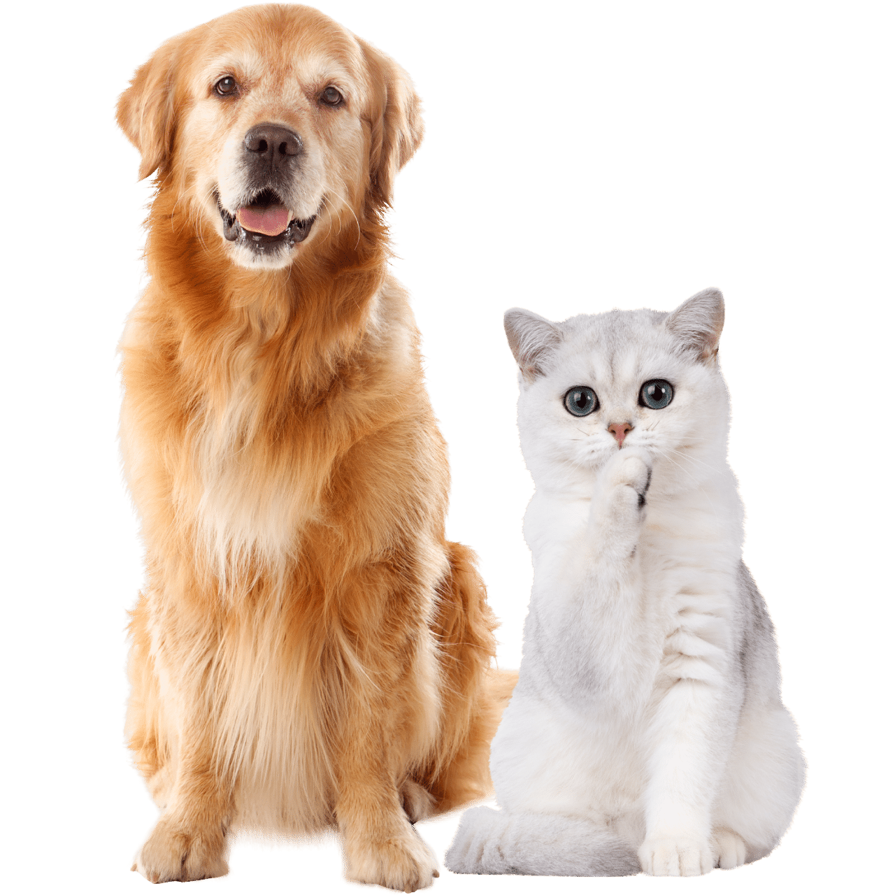 A happy brown dog and white cat